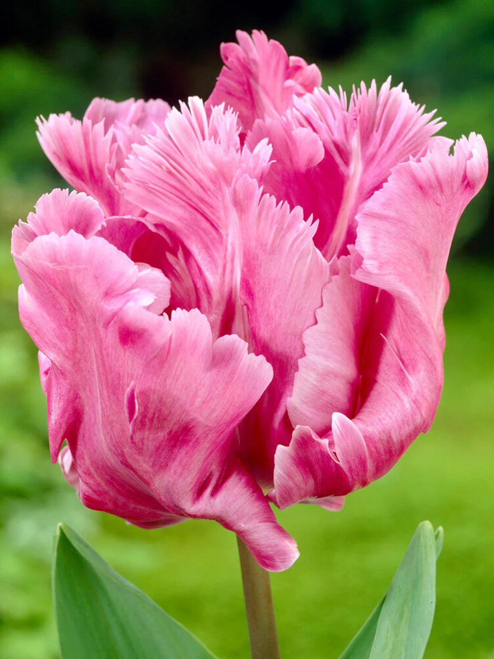 Flamingo Queen Parrot Tulip Bulbs