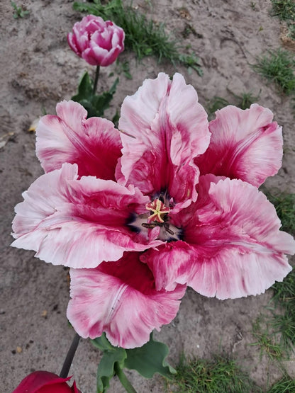 Flamingo Queen Parrot Tulip Bulbs