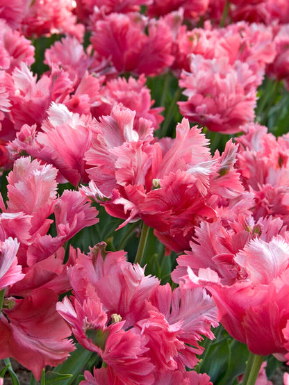 Flamingo Queen Parrot Tulip Bulbs