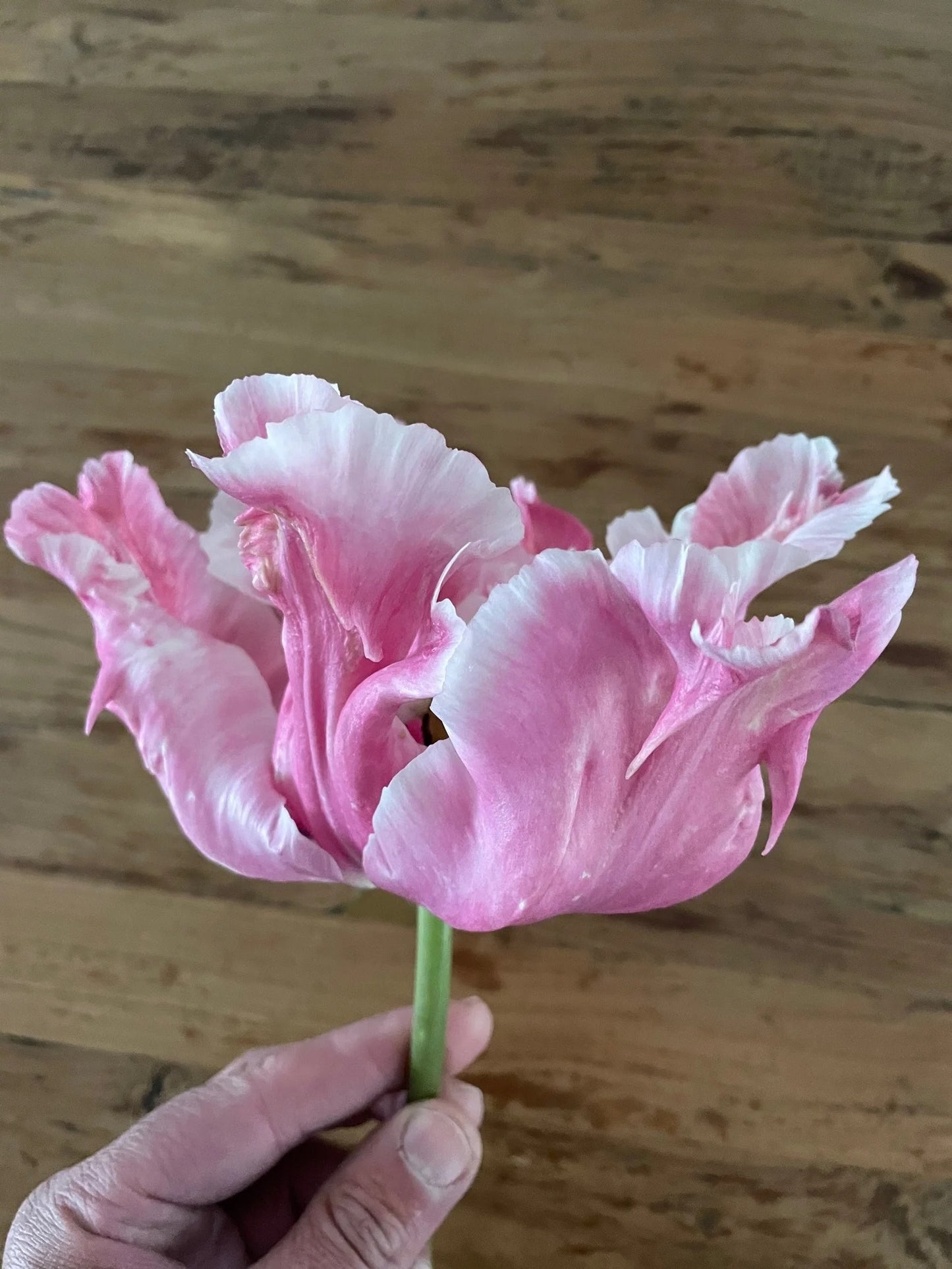 Flamingo Queen Parrot Tulip Bulbs