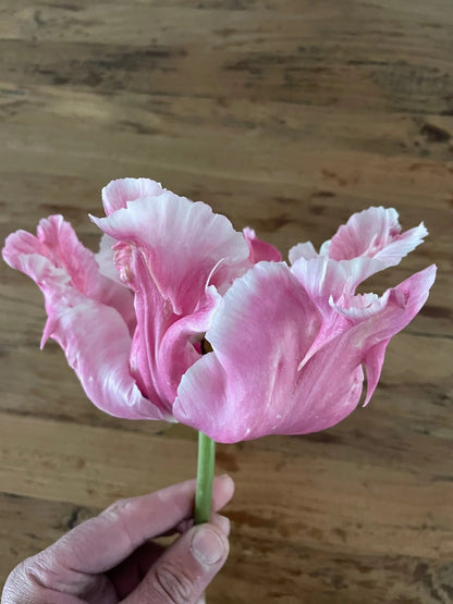 Flamingo Queen Parrot Tulip Bulbs