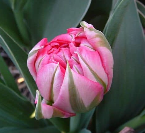 Flashpoint Tulip Bulbs bulk savings available
