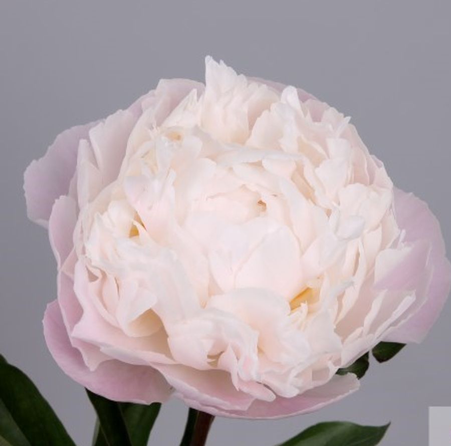 Gardenia Peony Root