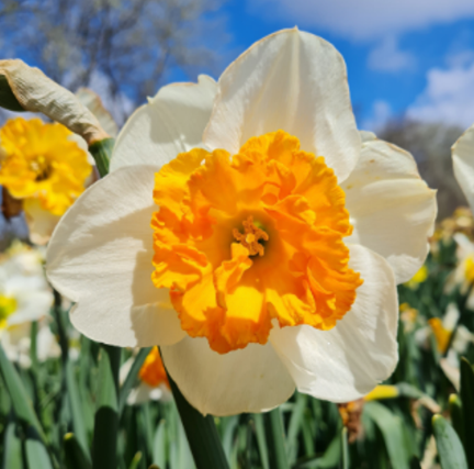 Gentle Giant Daffodil Bulbs