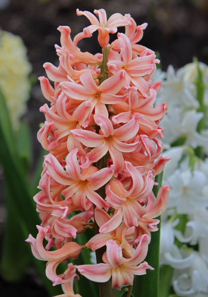 Gipsy Queen Hyacinth Bulbs