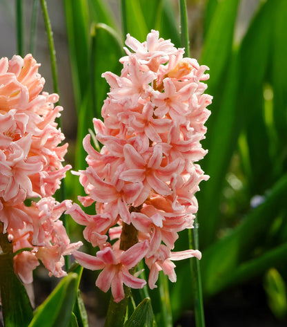 Gipsy Queen Hyacinth Bulbs