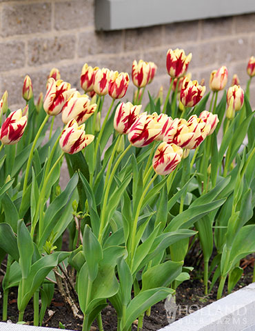 Grand Perfection Tulip Bulbs