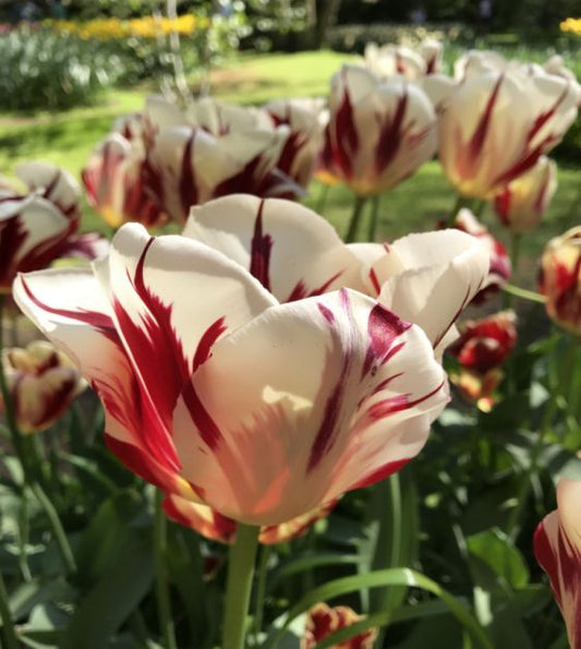 Grand Perfection Tulip Bulbs