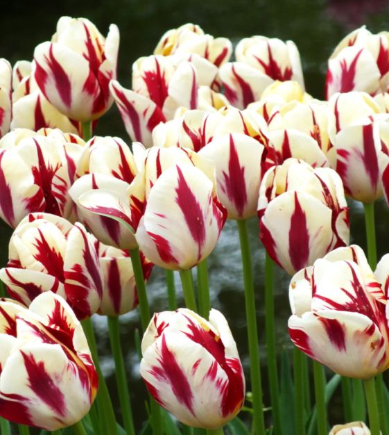 Grand Perfection Tulip Bulbs