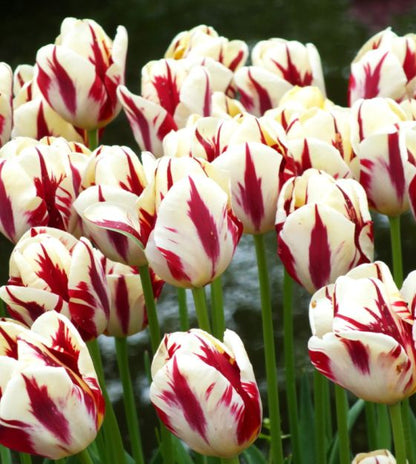 Grand Perfection Tulip Bulbs