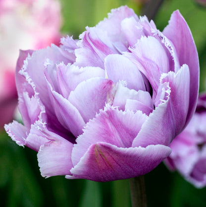Great Barrier Reef Fringed Peony Tulip Bulbs