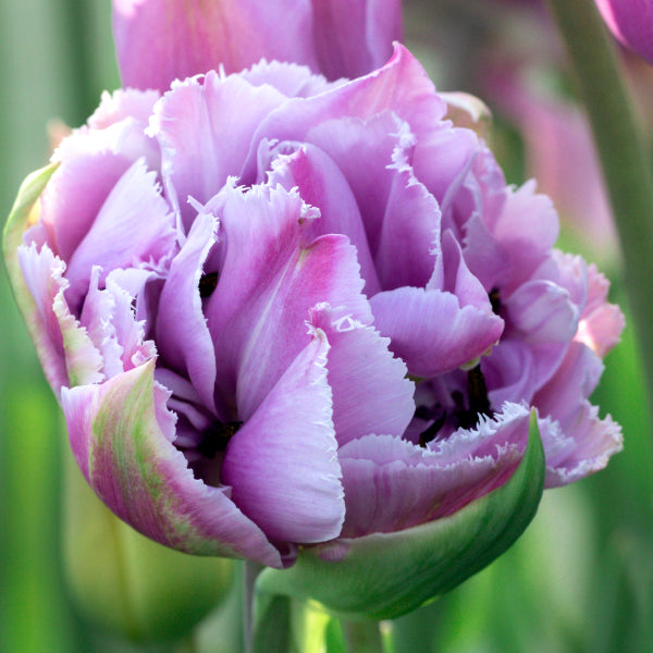 Great Barrier Reef Fringed Peony Tulip Bulbs