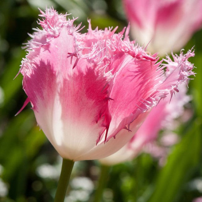 Huis Ten Bosch Fringed Tulip Bulbs