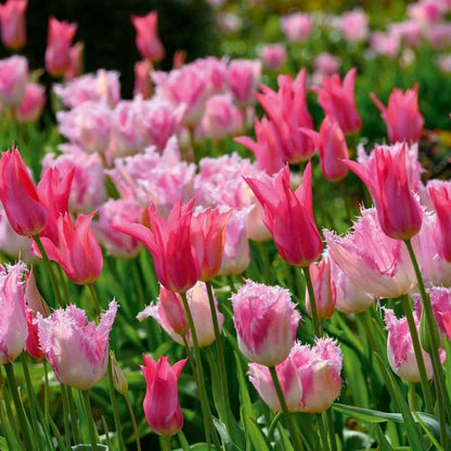 Huis Ten Bosch Fringed Tulip Bulbs