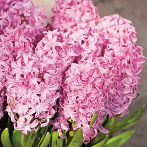 Pink Surprise Hyacinth Bulbs