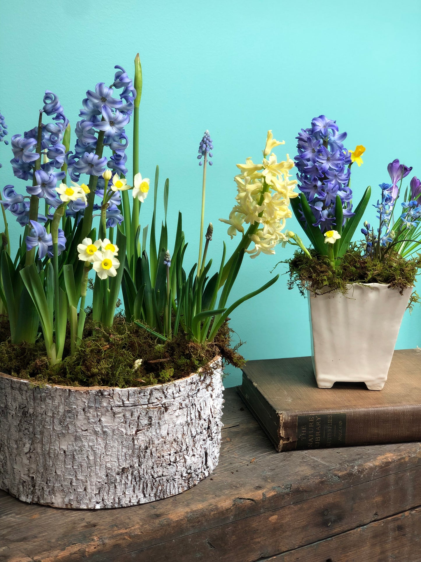 Spring Breeze Tabletop bulb garden PICK UP LOCAL ONLY