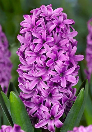 Miss Saigon Hyacinth Bulbs