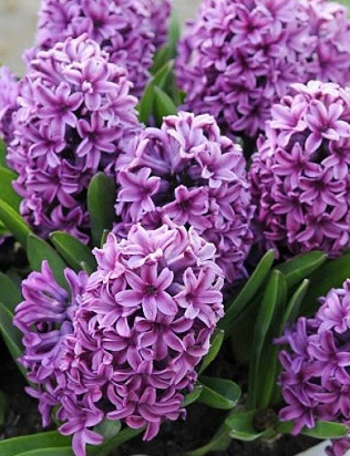 Miss Saigon Hyacinth Bulbs