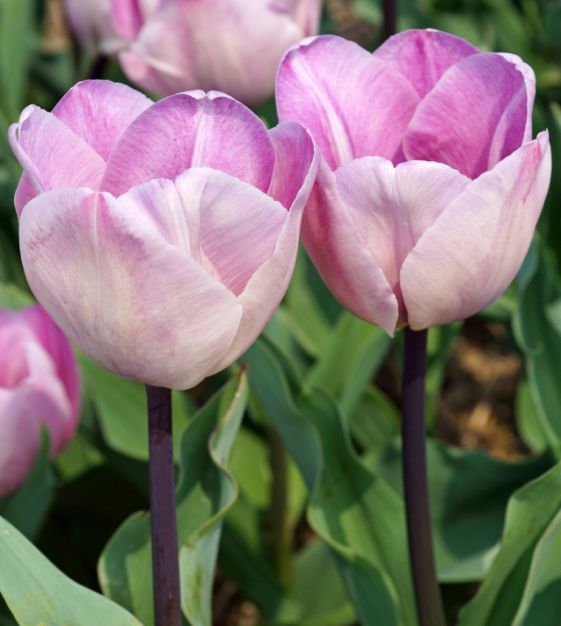 Jacuzzi Tulip Bulbs – Restoration Rose Farm