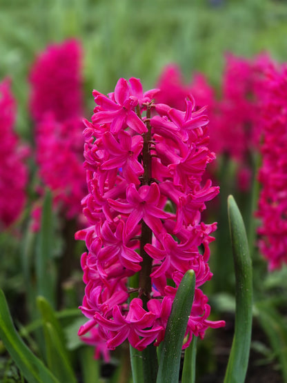 Jan Bos Hyacinth Bulbs