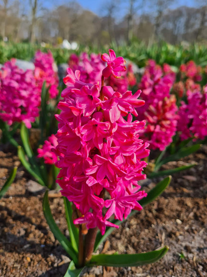 Jan Bos Hyacinth Bulbs