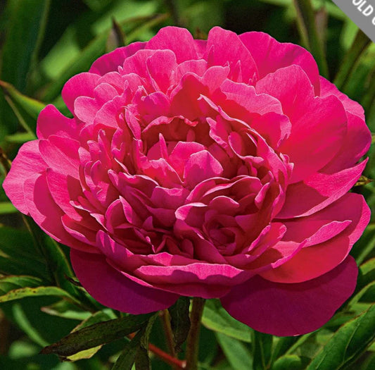 Kansas Peony Root