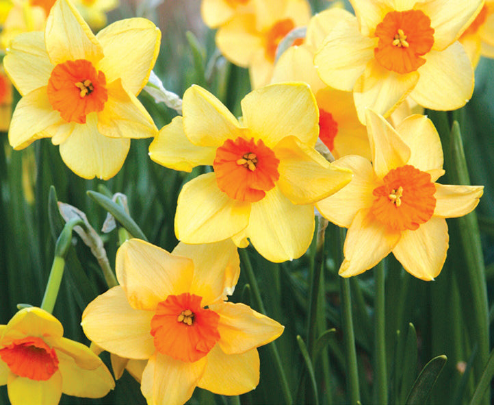 Kedron Daffodil Bulbs