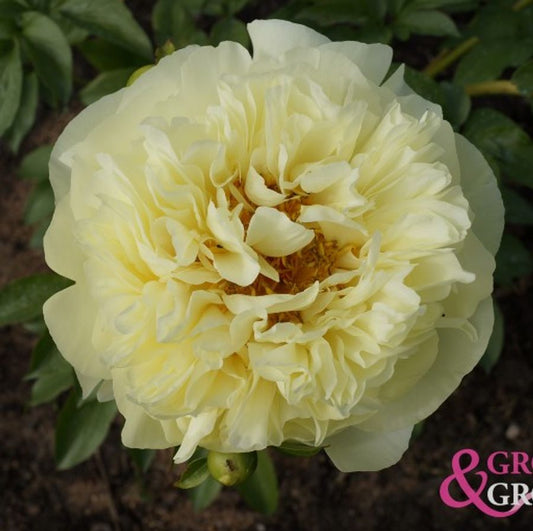 Lemon Chiffon Peony Root