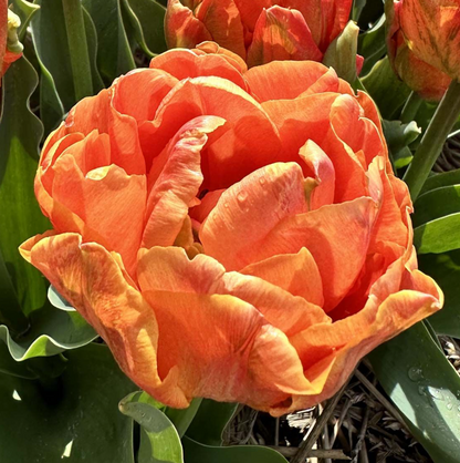 Lorenzo Peony Tulip Bulbs