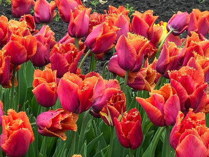 Louvre Orange Fringed Tulip Bulbs