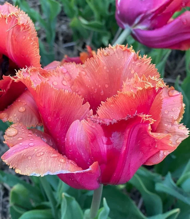 Louvre Orange Fringed Tulip Bulbs