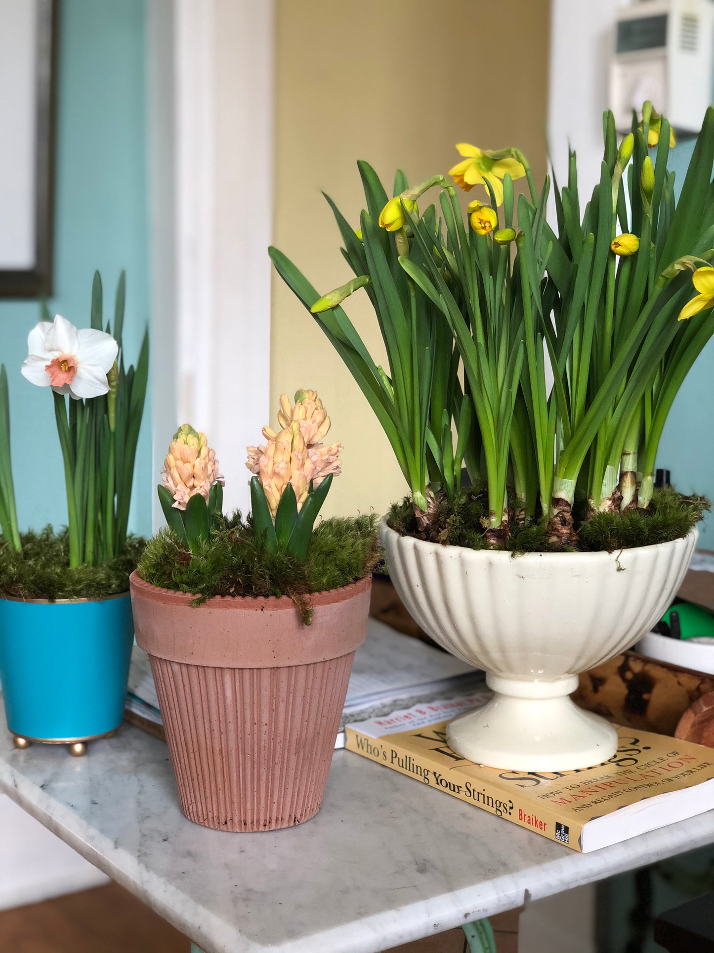 Spring Breeze Tabletop bulb garden PICK UP LOCAL ONLY