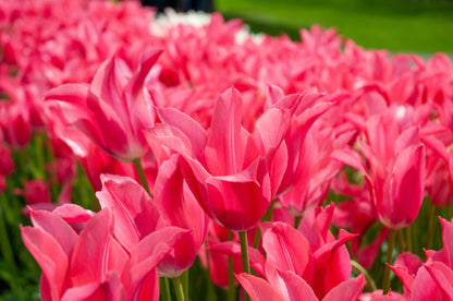 Mariette Lily Flowering Tulip