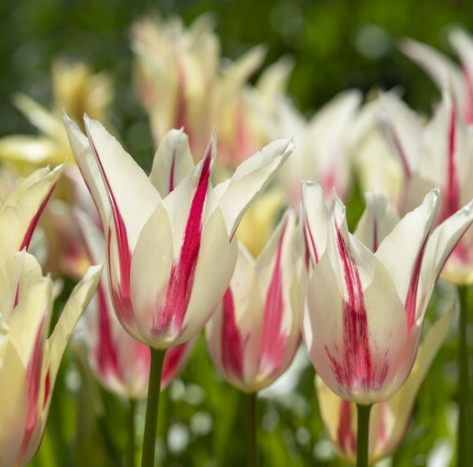 Marilyn Lily Flowering Tulip