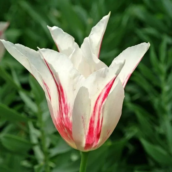 Marilyn Lily Flowering Tulip