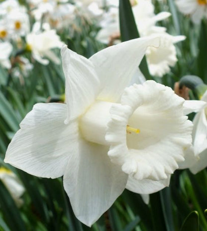 Mt. Hood Daffodil Bulbs