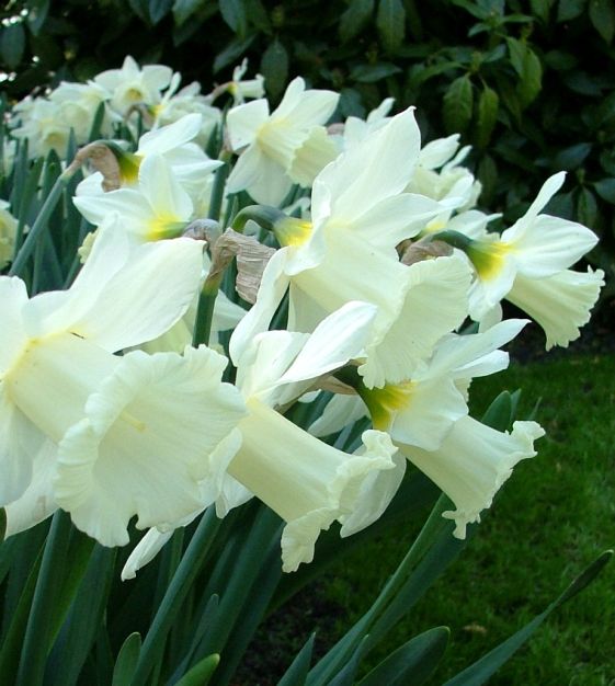 Mt. Hood Daffodil Bulbs