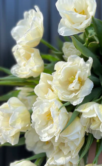 Mount Tacoma Peony Tulip Bulbs