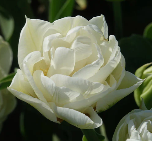 Mount Tacoma Peony Tulip Bulbs