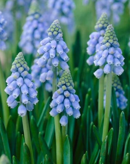 Muscari Bulbs Atlantic