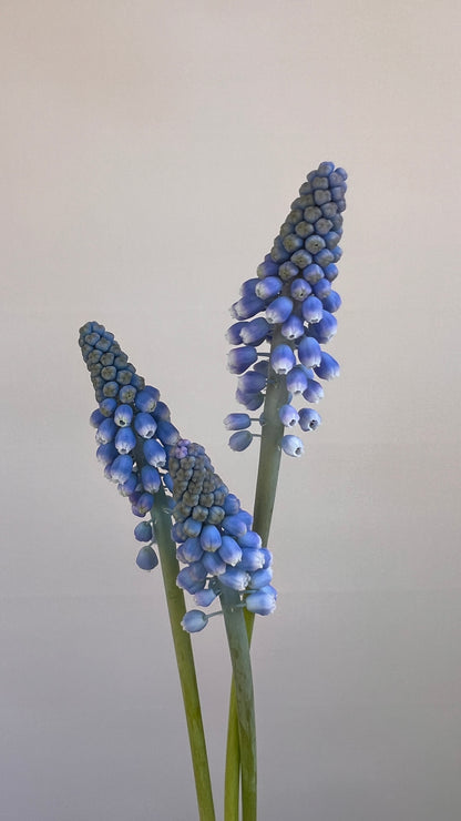 BULB ON MUSCARI