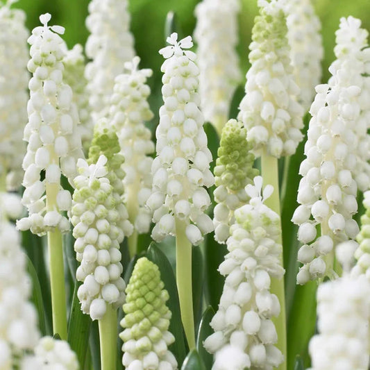 Muscari Bulb White Pearl
