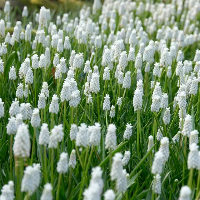 Muscari Bulb White Pearl