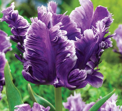 Mysterious Parrot Tulip Bulbs