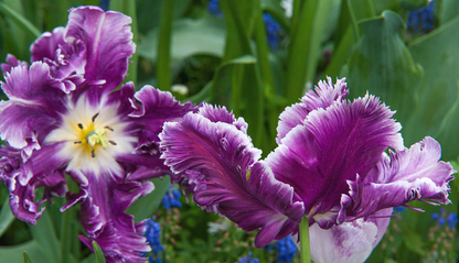 Mysterious Parrot Tulip Bulbs