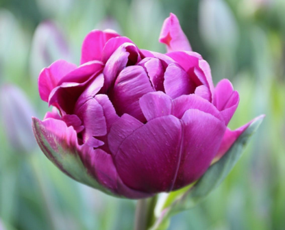 Negrita Double Peony Tulip Bulbs