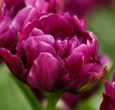 Negrita Double Peony Tulip Bulbs