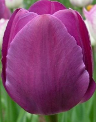 Negrita Single Bloom Tulip Bulbs