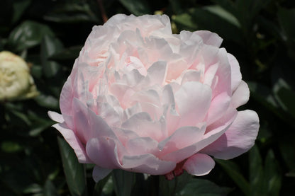 Nick Shaylor Peony Root