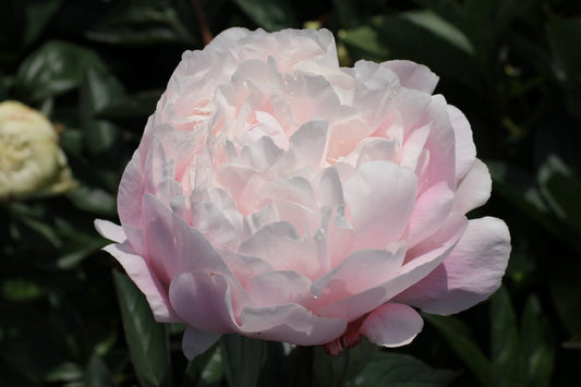 Nick Shaylor Peony Root